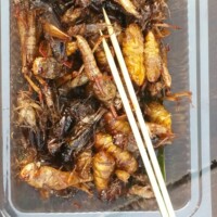 Quelques mets succulents